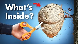 Whats Inside a Wasp Nest [upl. by Coats]