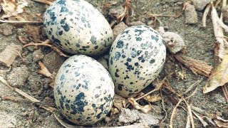 tatteri k anday gaon main  ٹٹیری اچھ کے انڈے  Red wattled lapwing eggs closeup [upl. by Nefets]