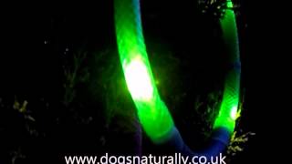 LED Leuchtie Dog Collar Dogs Naturally [upl. by Arta933]