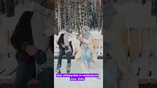 Husky Best Dog  shortsvideo shortvideo youtubeshort dog doglover husky huskydog shorts [upl. by Oned305]