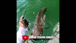 🔥 Silure à Vue 🎣 fishing fish fishvideo bigfish [upl. by Lytle78]