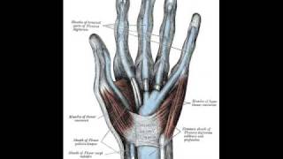 Flexor Tendon Sheath Infection [upl. by Ennire]