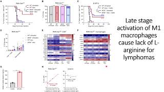 Late stage M1type macrophages activation deprived Larginine in lymphomas Code 743 [upl. by Cela]