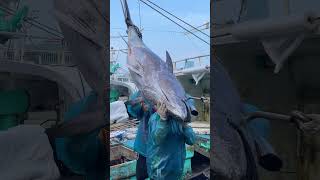 How to Hoist a Giant Bluefin Tuna from the Boat 💪🐟 BigCatch FishingSkills BluefinTuna [upl. by Ayamahs257]