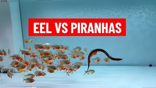 Eel Vs Piranhas Shocking [upl. by Itsym]