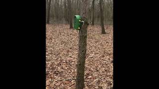 IvoryBilled Woodpecker search with camera trap in Arkansas [upl. by Llenra519]