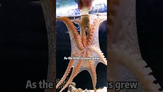 Own an octopus kingdom shortvideo rescue lovestory cute animals octopus [upl. by Aniz]