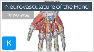 Neurovasculature of the Hand preview  Human Anatomy  Kenhub [upl. by Chatav852]