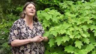 How to Prune OakLeaf Hydrangea  Instructional Video w Plant Amnesty [upl. by Dick]