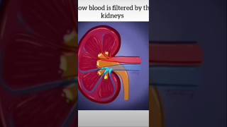 How blood is filtered by the kidney trending machine [upl. by Sixel]