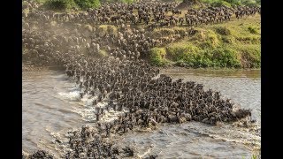 Wildebeest Crossing the Mara River [upl. by Yaya594]