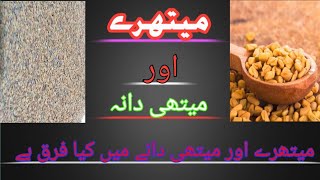 Maithre aur methi dana  میتھرے اور میتھی دانہ what is fenugreek seeds  what is graecum seeds [upl. by Eilesor]