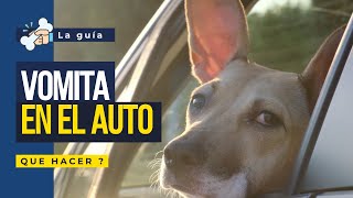 MI PERRO VOMITA EN EL COCHE SE HACE PIPI SE PORTA MAL EL CROQUETON EN GREENWAY [upl. by Fronnia861]