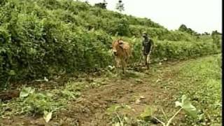 Agroforestry  Conservation Farming with Natural Vegetative Strips Let Nature Take Its Course [upl. by Karalynn]