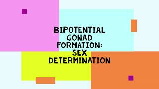 How you you become male or female Bipotential Gonad Formation [upl. by Sundstrom682]