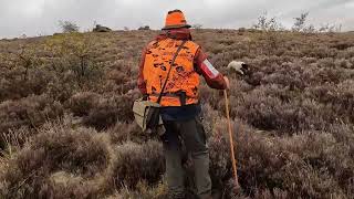 Working Springer Spaniels Rose and Tess hunting rabbits [upl. by Ahsiakal]