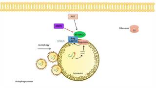 mTOR Signaling Pathway Regulation by the Lysosome [upl. by Lu]