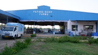 Farm Fresh A2 Cow Milk amp Buffalo Milk  Pure amp Untouched  Payoda Dairy Farm  Gurgaon amp Bhiwadi [upl. by Veedis820]