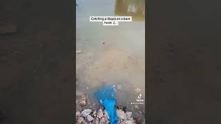 Tilapia catching with a bare hook 🪝 fishing tilapia fish freshwaterfish [upl. by Nilyahs]