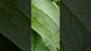 Comfrey and Nettles Transform Your Garden Organically organicgardening mulching [upl. by Essirehs226]