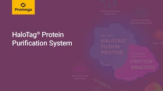 HaloTag® Protein Purification System powerful technology for protein interactions and more [upl. by Michiko935]