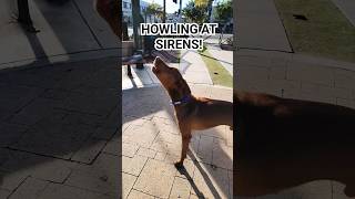 Hungarian Vizslas Howling to Police Sirens 🚨🐾 [upl. by Lampert]