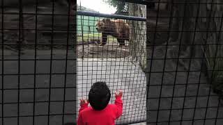 Urso zoo de Pomerode [upl. by Yentihw]