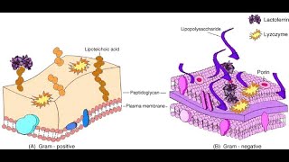 Salivary Glands Part 5 Functions of Lactoferrin and Immunoglobulin A [upl. by Whitaker]