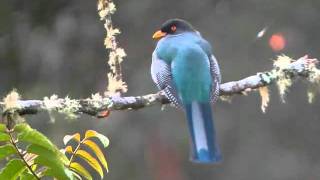 Hispaniolan Trogon [upl. by Sutniuq]