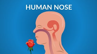 Human Nose Functions  How your Nose Works [upl. by Latsyek751]