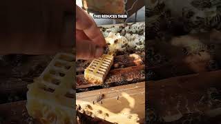 How Beekeepers Trick the Hive into Accepting a New Queen watch till the end shorts [upl. by Zashin]