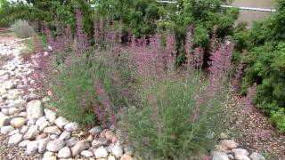 WaterWise Flowers amp Shrubs WaterWise Garden in Rio Rancho NM [upl. by Rann]