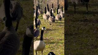 Flock of Canada Geese 🇨🇦 カナダガンの群れ shorts [upl. by Coralyn]