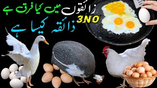 Andon Ke Zaiqe Me Kiya Farq Hy  Egg Recipe  3no Eggs ka zaiqa kaisa hy [upl. by Bakeman612]