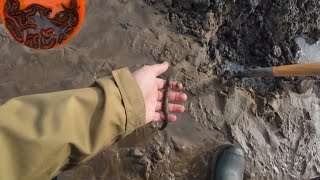 Digging lugworm for cod fishing [upl. by Madid]