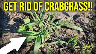 Early Summer Crabgrass Control [upl. by Yendys]