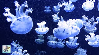 Wonderful Jellyfish Aquarium  Relaxing Music for Sleep Study Meditation amp Yoga • Screensaver [upl. by Kassey102]