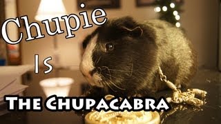 Guinea Pig Rap [upl. by Aeniah67]