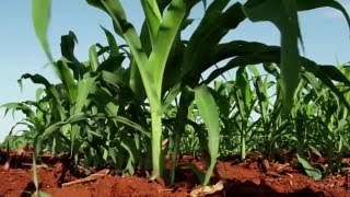 Part 1 of 4 Nitrogenuseefficient maize – a howto for lowfertility soils [upl. by Akinajnat]