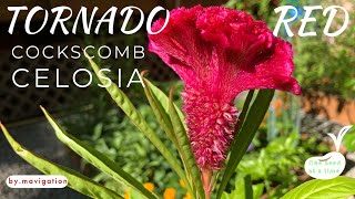 How to Grow Tornado Red Celosia Cockscomb [upl. by Stegman]