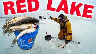 RED LAKE Ice Fishing IS ON FIRE Catch amp Cook Limits [upl. by Atimad]