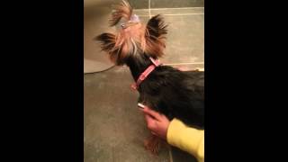 Yorkie reverse sneezing What is this [upl. by Einegue813]