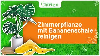 Blattpflege Zimmerpflanzen mit Bananenschale reinigen [upl. by Witherspoon]