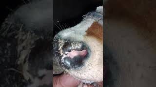 Corneal opacity amp deep keratitis in a cow due to malignant catarrhal fever [upl. by Atsyrc]