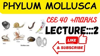 Phylum mollusca lecture2 ceee zoology all lectures [upl. by Isabeau738]