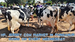 Punganur Hf Jersey cow market going on every Wednesday 6AM to 12PM [upl. by Bak]