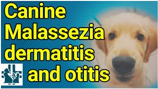 Canine Malassezia dermatitis and otitis [upl. by Ennasirk75]