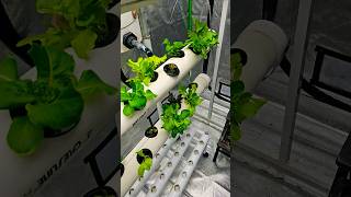 shorts What Do Hydroponics Aeroponics Aquaponics And Organic Dirt Have In Common [upl. by Catharina]