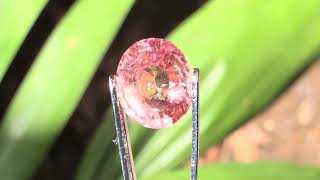 154 Ct Padparadscha SapphireNatural unheated ID SS001850 [upl. by Hugues]