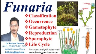 Funaria Life Cycle Gametophyte Sexual reproduction Fertilization funaria bryophytes bscbotany [upl. by Lepp]